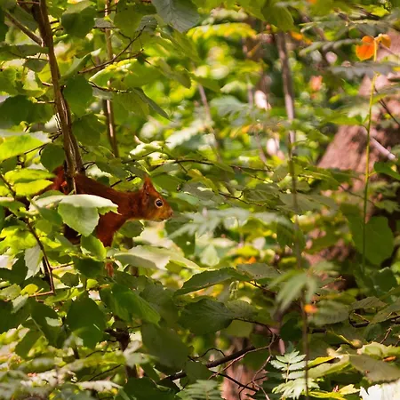 Hébergement de vacances In Near Veluwe Forests