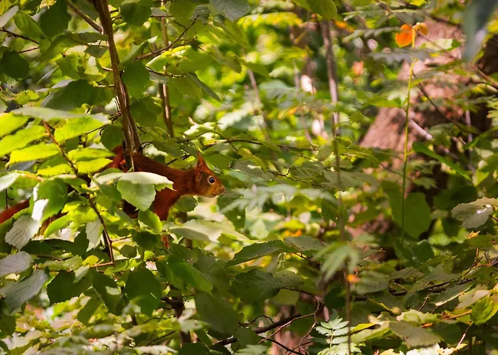 Hébergement de vacances In Near Veluwe Forests